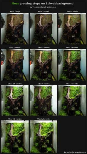 Get Moss Grow In Terrarium And Paludarium