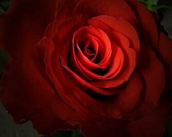Red Rose Wallpaper