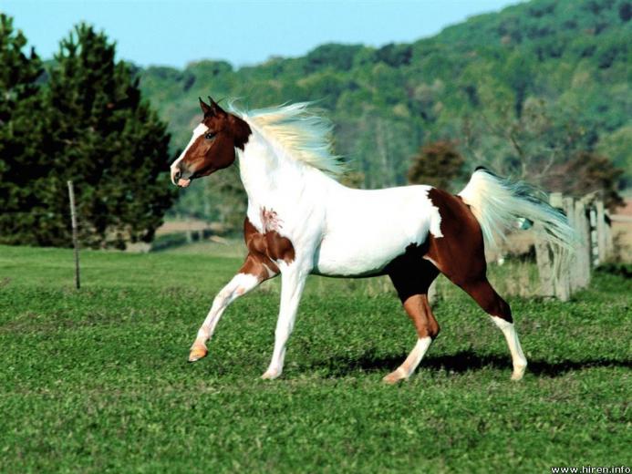 Horse Screensavers By