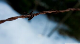 Wallpaper The Wire Barb Spider Webbed HD X