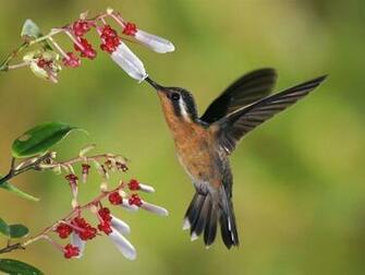 Wallpaper Background Desktop HD Beautiful Kissing Birds Photos My