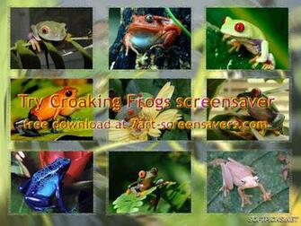 Publisher Description For 7art Toads And Frogs Screensaver
