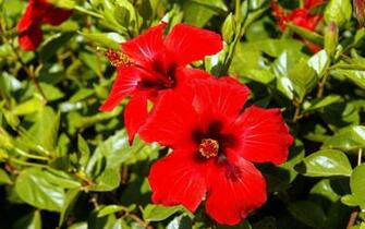 Wallpaper Hibiscus Flowers Desktop Background