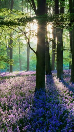 Violet Forest Wallpaper iPhone