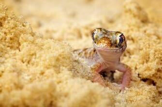 Gecko Wallpaper Wallpoper