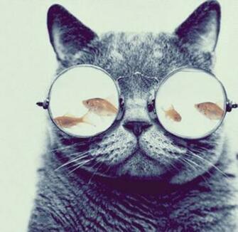 Cat Cool Cute Fish Glasses Photo Photography Sunglasses Sweet