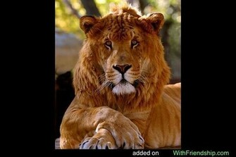 Liger Wallpaper Img