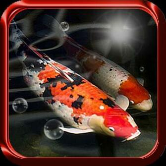Koi Fish Live Wallpaper