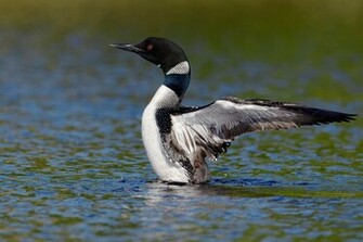 Loons HD Wallpaper Desktop Image