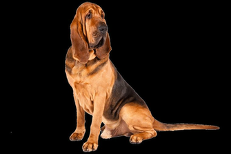 Bloodhound HD Wallpaper To For Your Mobile Computer And