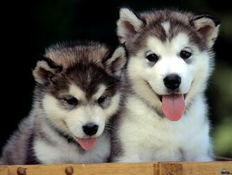 Wallpaper Alaskan Malamute X Desktop
