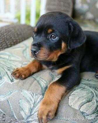 Rottweiler Dog Puppy The Wallpaper Best
