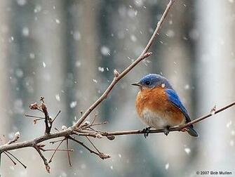 Bird Winter Bird480 Winterbird Main Full