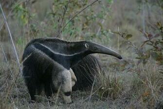 Wallpaper Db Anteater