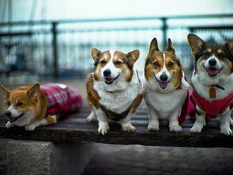 Corgi Desktop Wallpaper HD 4k