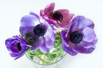 Anemones Wallpaper
