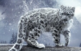 White Winter Snow Leopard HD Wallpaper