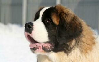 St Bernard Wallpaper