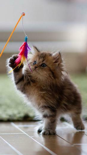 Kitten At Play Wallpaper iPhone