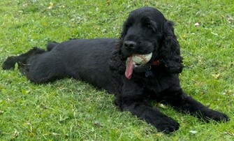 Black Cocker Spaniel Wallpaper Pin It