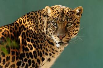 Leopard HD Wallpaper Background Image Id
