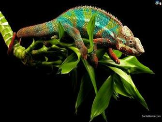 Chameleon Wallpaper