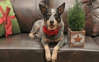 Blue Heeler HD Wallpaper Background Image Id