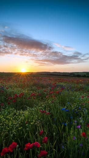 Field Landscape 4k Ultra HD Wallpaper Net
