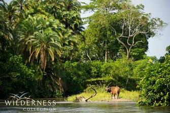 Congo Rainforest Wallpaper Imgkid The Image