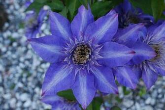 Clematis Royalty Flower Petals Stock Photos Image HD