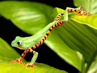 Reptile Wallpaper