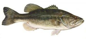 Interactive Image Photo Of Largemouth Bass Click For Larger