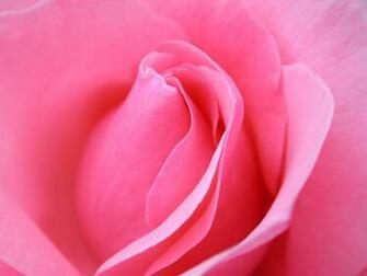 Wallpaper Of Flowers Nature