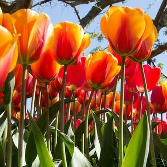 Wallpaper Tulip Festival From Skagit County Washington