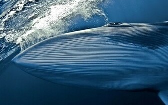 Dark Blue Whale Desktop Wallpaper