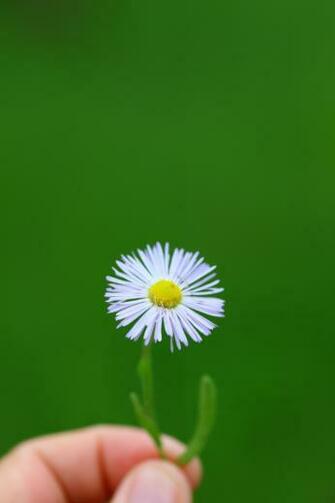 Little Wild Daisy Wallpaper iPhone