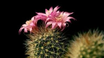 Cactus Flower