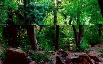 Nature Trees Pc Wallpaper Gallery Most Beautiful