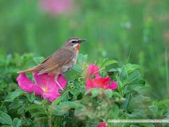 Bird Photography Vol Birds Variety Wallpaper On Branches