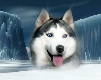 Siberian Husky Dogs Wallpaper