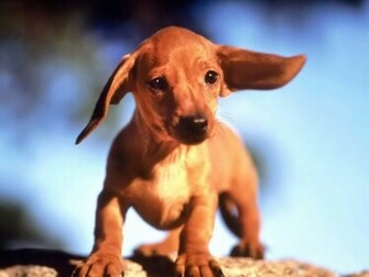 Dachshund Dogs Wallpaper