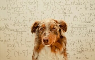 Funny Dogs Wallpaper High Definition Quality