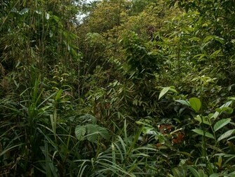 Jungle Wallpaper