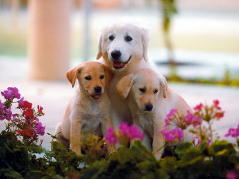 Dogs Wallpaper