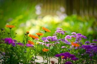 Flowers Beautiful 4k Wallpaper Desktop Background