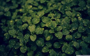 Plant 4k Wallpaper Top Background