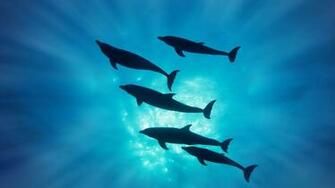 3d Desktop Wallpaper Dolphins In HD