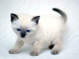 Wallpaper Black Persian Mix Cat Cute Fuzzy Kittens
