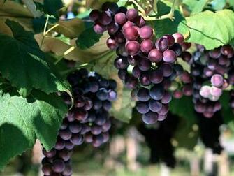 Wallpaper Red Grapes