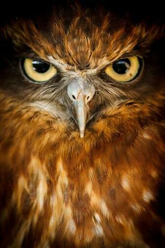 J T G Aquariusplanet Llbwwb Look Into My Eyes By Vackra